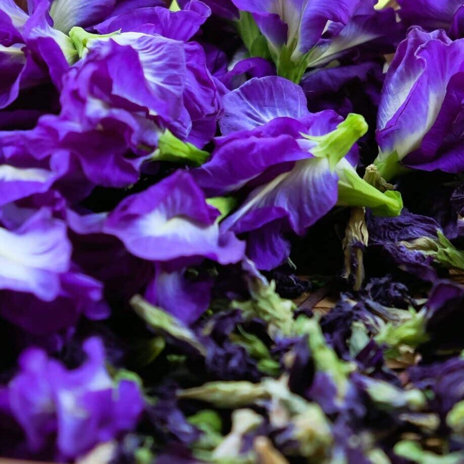 sweet violet