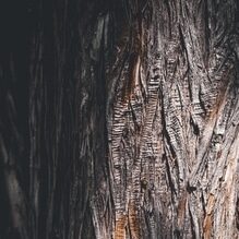 cedar