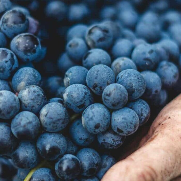 Comment fonctionne un domaine viticole ?