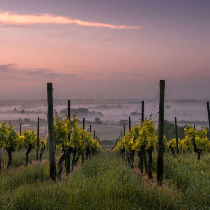 Comment créer un vignoble : un projet de passion, de patrimoine et d’excellence