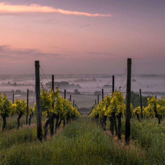 How to Create a Vineyard: A Journey of Passion, Terroir, and Legacy How to Create a Vineyard: A Journey of Passion, Terroir, and Legacy