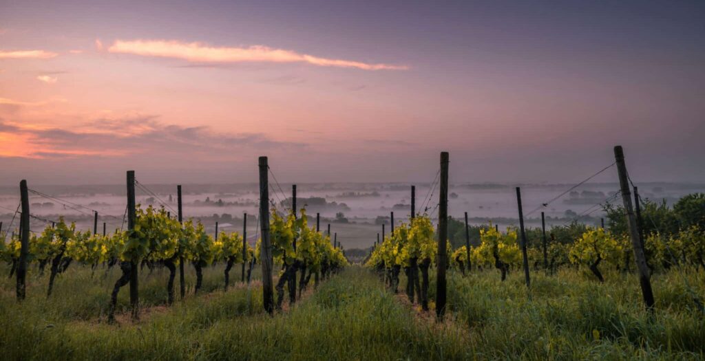 Vue sur un vignoble.