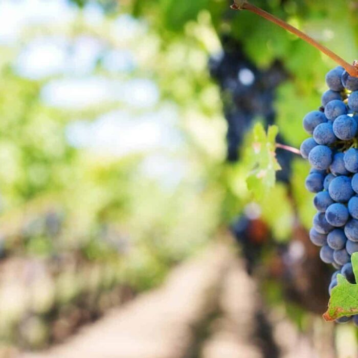 Que veut dire cépage dans l’art du vin ?