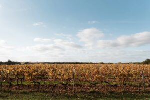 A vendre propriété viticole d'exception dans le Saint-Emilionnais