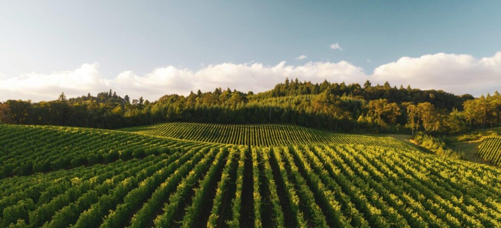 Photo de vignes vertes sur une colline