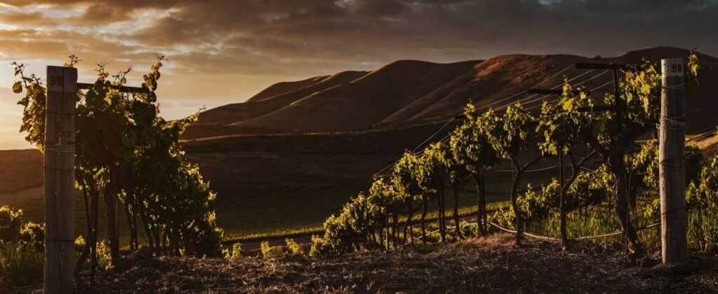 Photo de vignes qui représente le terroir