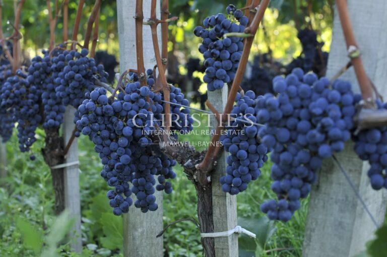 Domaine viticole AOP Saint-Émilion - environ 9 ha avec infrastructure d'exploitation complète