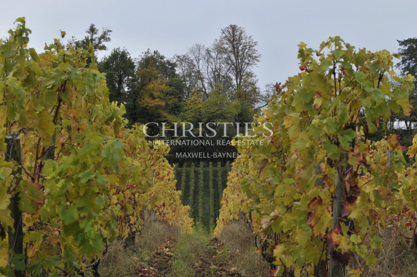 Magnifique Domaine d’agrément avec activité touristique et viticole bien établie dans la région de Saint-Émilion