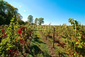 Domaine viticole d'agrément de charme avec vue sur la Dordogne
