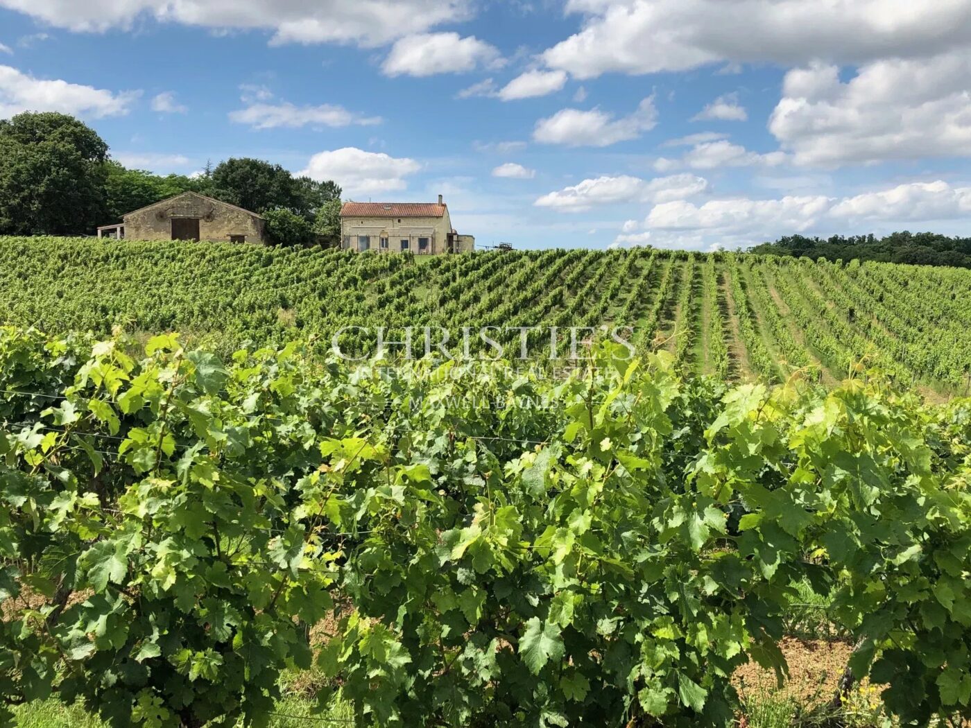 Hobby vineyard estate - Wine tourism - near Bordeaux