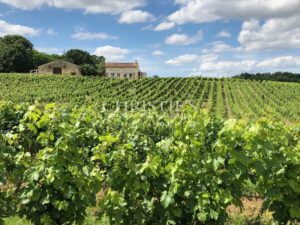 Hobby vineyard estate - Wine tourism - near Bordeaux