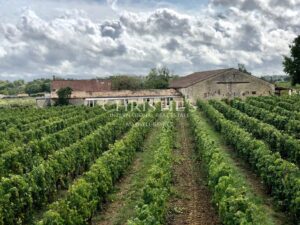 Hobby vineyard estate - Wine tourism - near Bordeaux