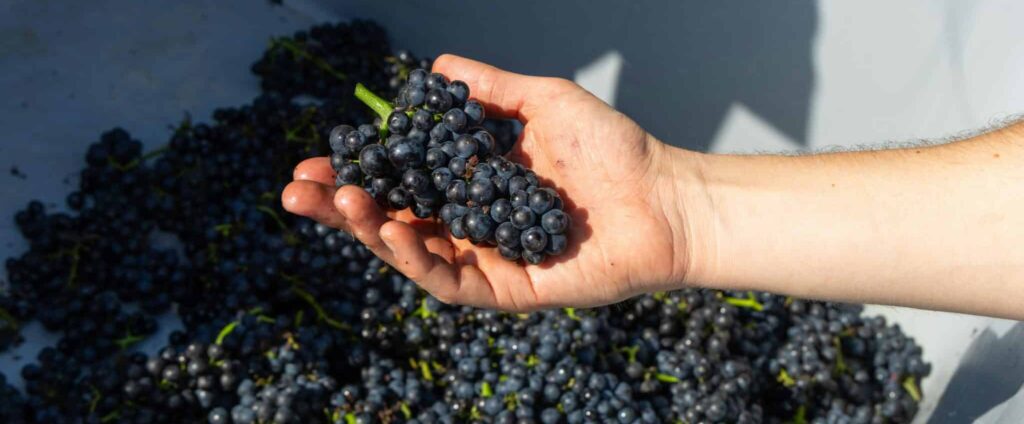 Bouteille et verre de vin bio aux reflets rubis, entourés de feuilles de vigne et de raisins biologiques sur fond de marbre blanc
