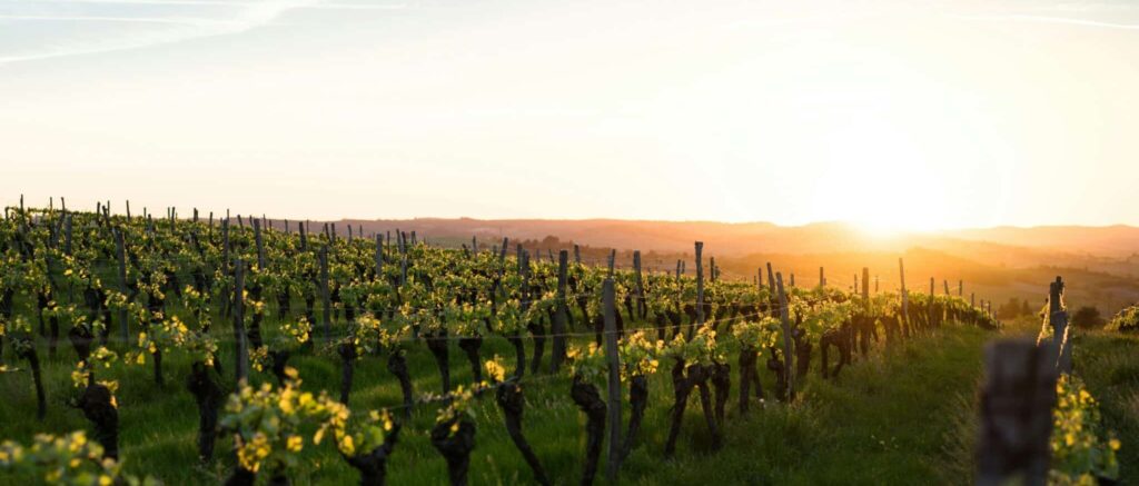 Un vignoble sous le coucher de soleil