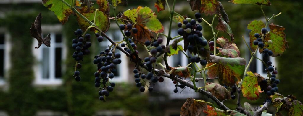 illustration d'un vin bio par la vigne naturelle