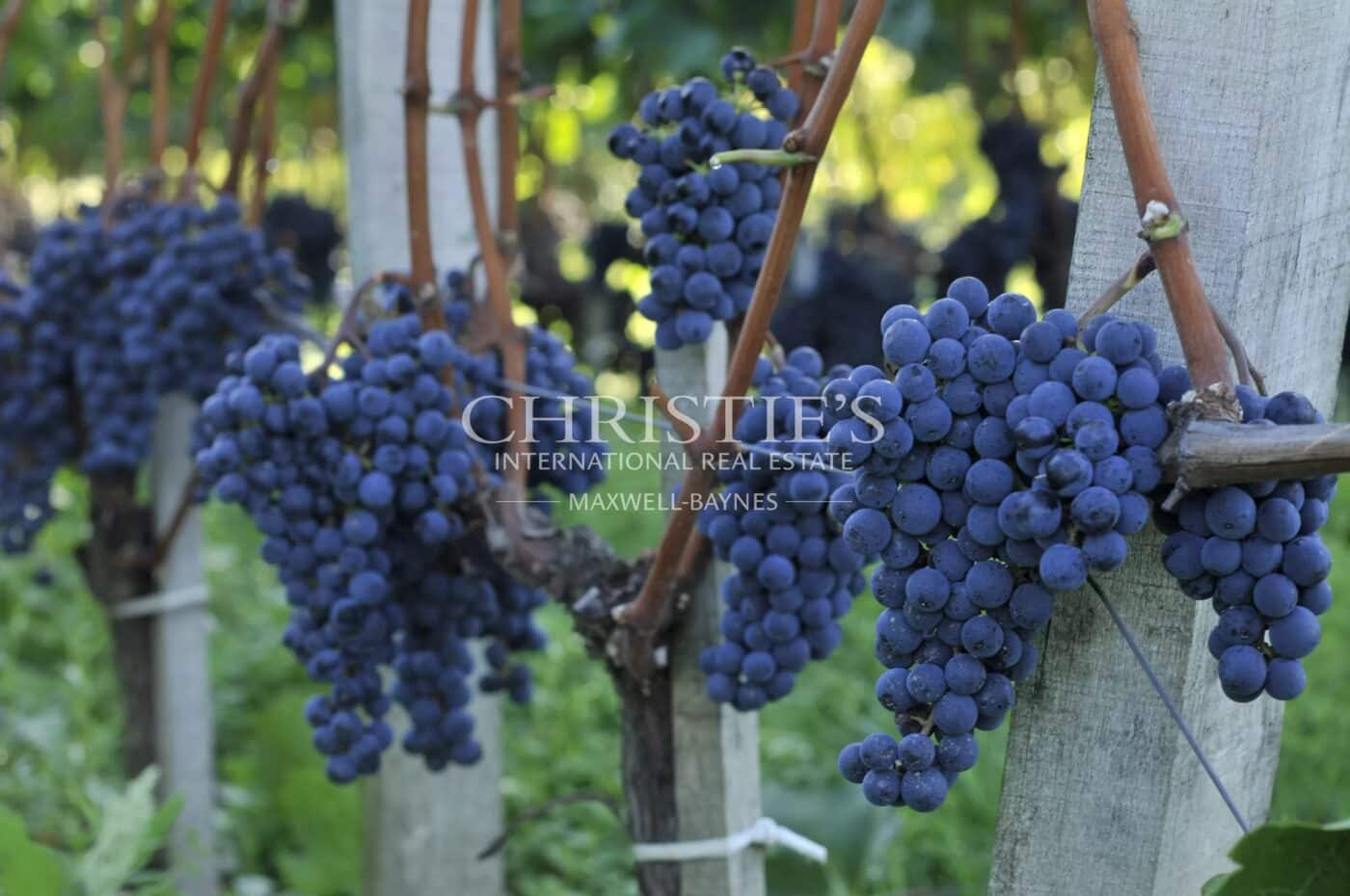 Domaine viticole au charme historique - Entre-Deux-Mers