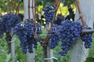 Domaine viticole au charme historique - Entre-Deux-Mers