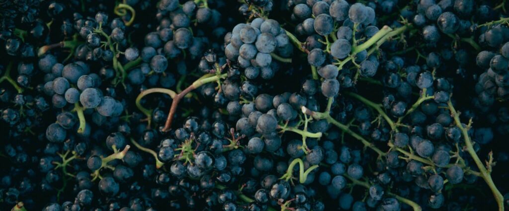 tas de raison biodynamique