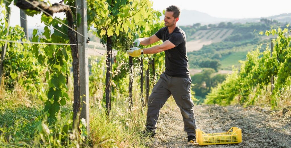 Acquisition of a vineyard on viticultural land