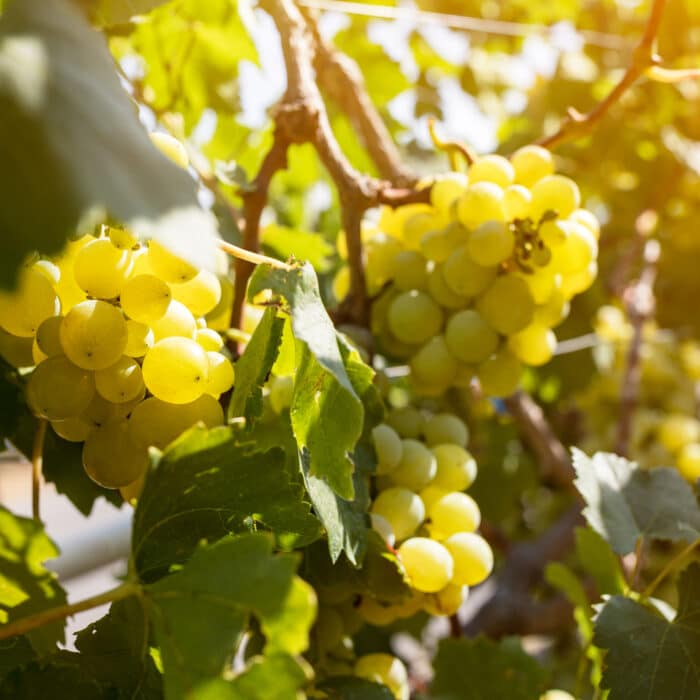 Where can I buy a grapevine? Where can I buy a grapevine?