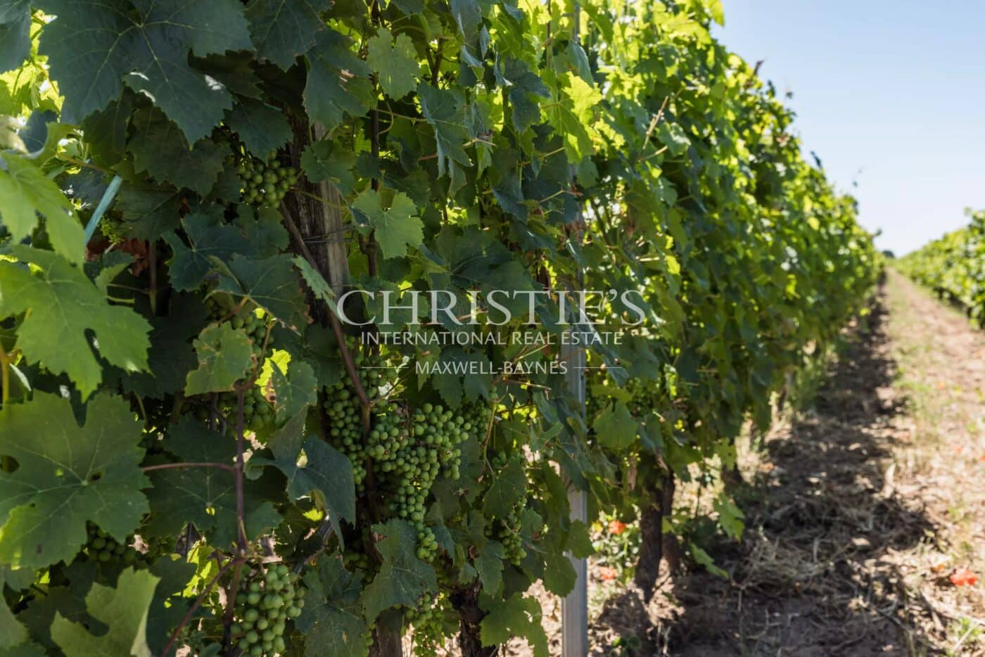 A vendre magnifique domaine viticole à taille humaine en AOC Saint-Émilion Grand Cru