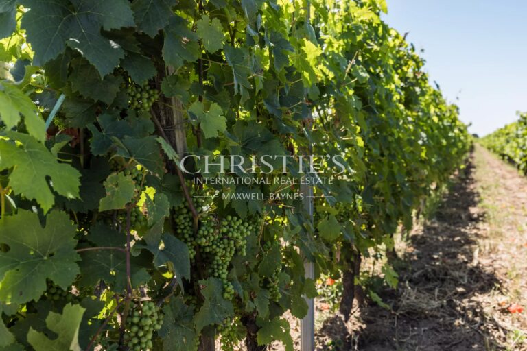 A vendre magnifique domaine viticole à taille humaine en AOC Saint-Émilion Grand Cru