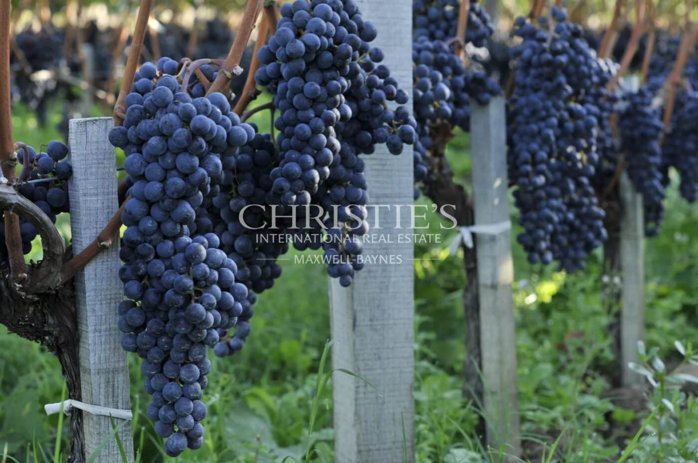 Remarkable Family-Owned Vineyard Estate in the Heart of Saint-Émilion Grand Cru