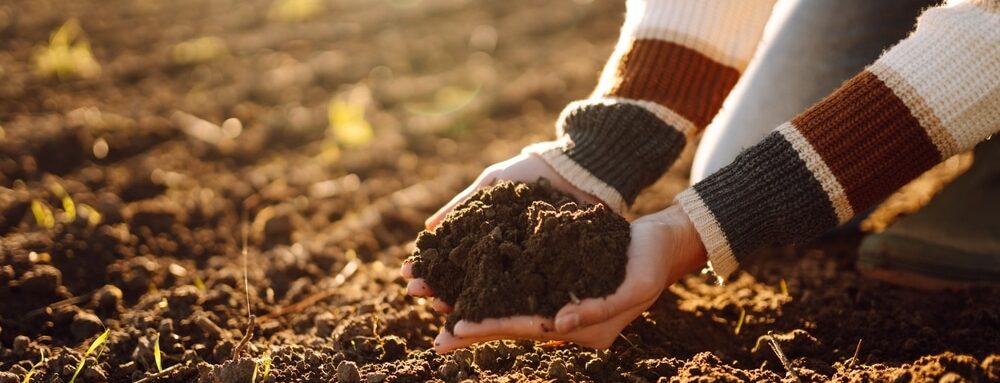 definition of the French terroir
