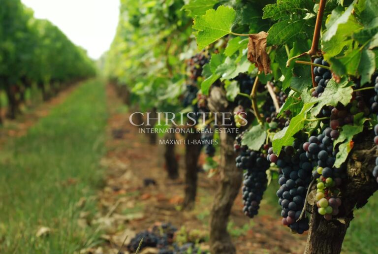 Domaine viticole de caractère avec château historique et activité œnotouristique – Dordogne