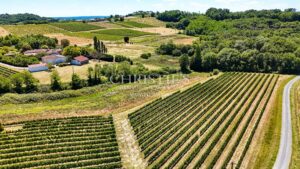 Petit domaine viticole avec trois maisons, 350m² avec piscine