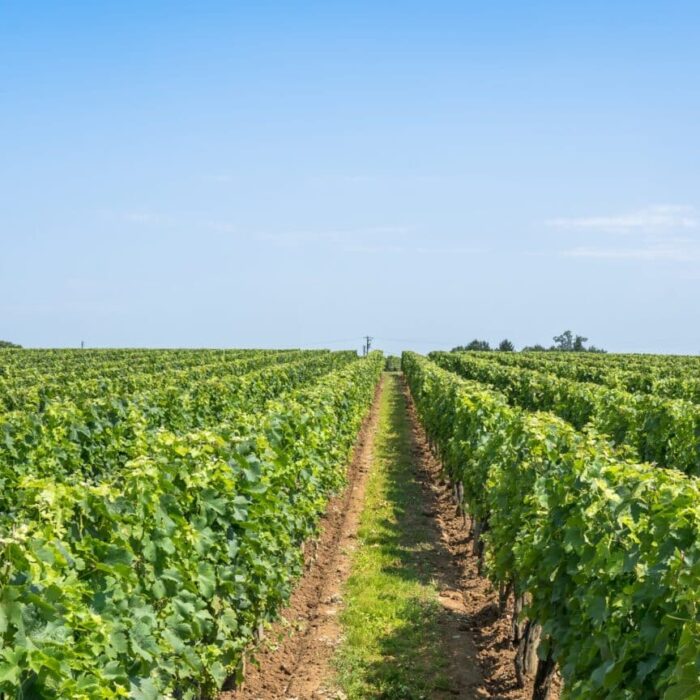 Pomerol Wine: The Complete Guide to Bordeaux’s Rarest Appellation Pomerol Wine: The Complete Guide to Bordeaux’s Rarest Appellation