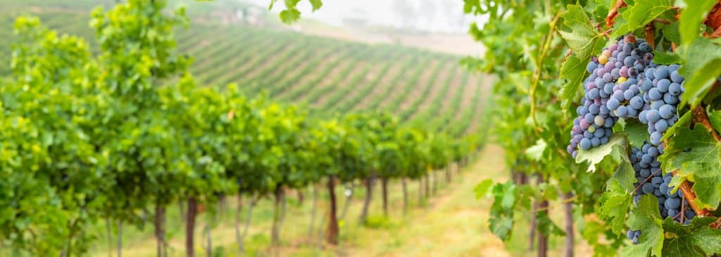 Ripe red grapes on the vine in a Bordeaux appellation