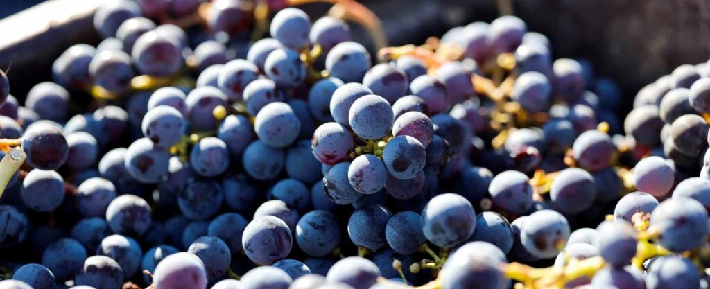 Merlot grapes grown on Pomerol clay soils