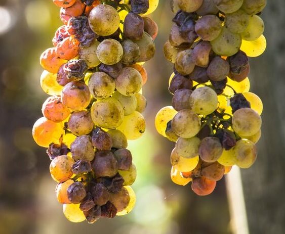 Noble rot