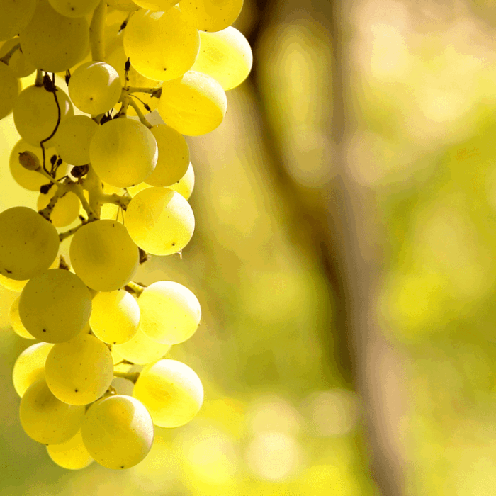Grande Champagne Cognac: Why This Cru Sits at the Top Grande Champagne Cognac: Why This Cru Sits at the Top