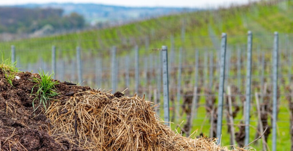 Biodynamic preparation BD 500 horn manure vineyard