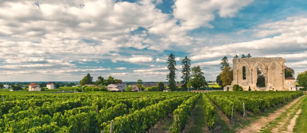 Vineyard rows on the limestone plateau of Saint-Émilion