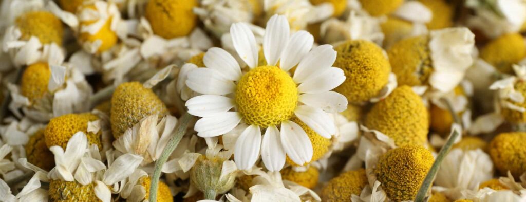 Chamomile flowers biodynamic preparation BD 503 vineyard soil health