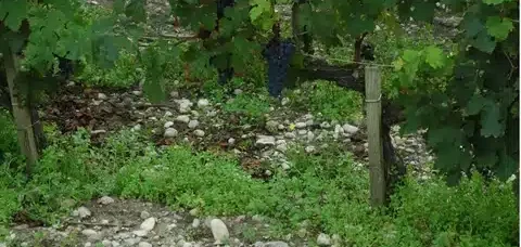 Gravel and pebble soil at the foot of a vine in Pessac-Léognan