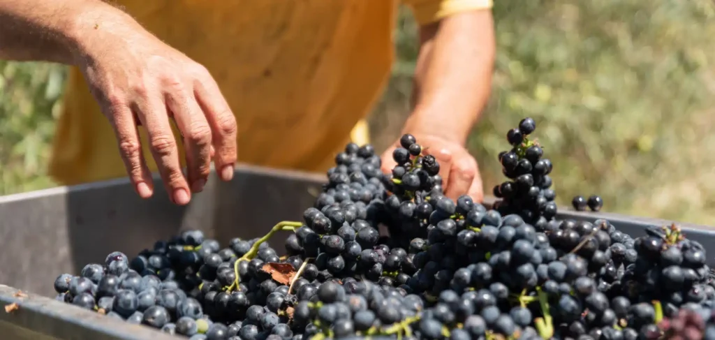 Grapes being sorted at a Bordeaux vineyard during harvest