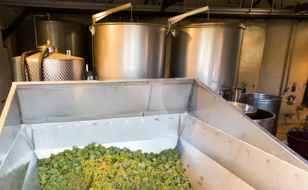 Destemmed grapes being transferred into a fermentation vat in a Bordeaux cellar