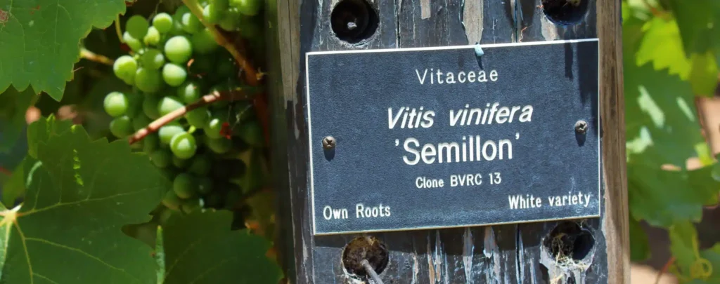 Bunches of Sémillon and Sauvignon Blanc grapes