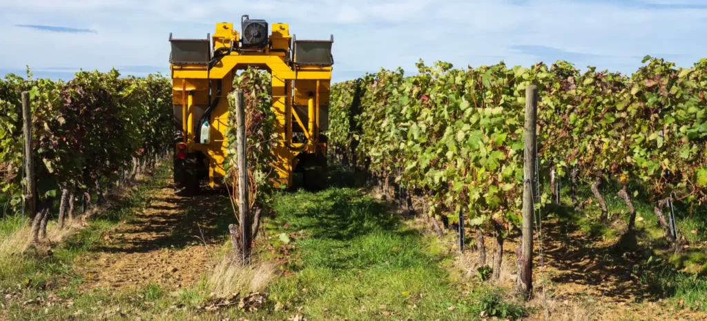 Mechanical harvester picking grapes in a Bordeaux vineyard