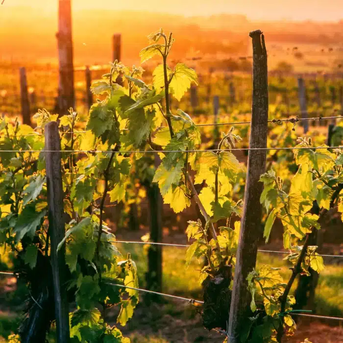 12 Steps to Wine Making in Bordeaux 12 Steps to Wine Making in Bordeaux