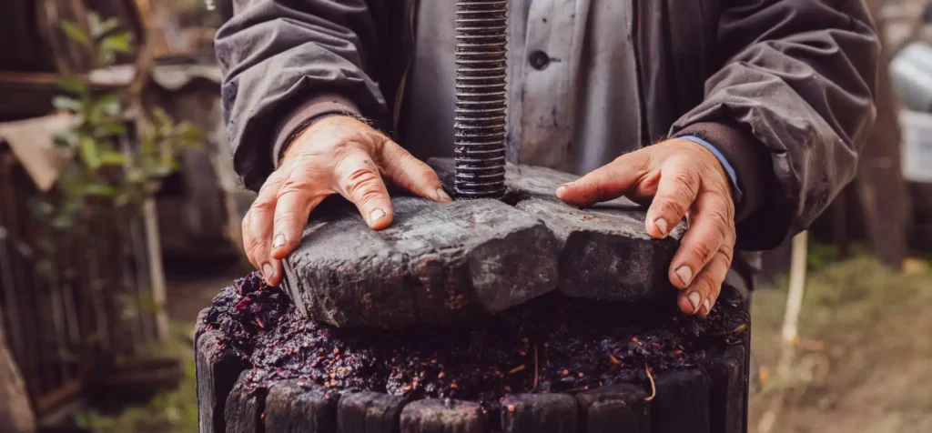 Wine press holding grape skins and pips after draining in a Bordeaux cellar