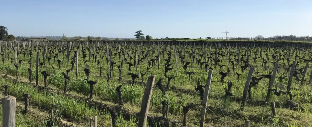 Bare, pruned vines in a Bordeaux vineyard on a misty winter morning