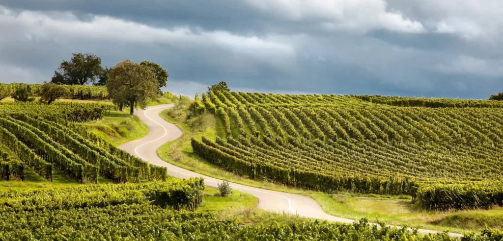 Route de campagne bordée de vignes, un château en arrière-plan flou